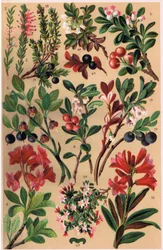 Plantes alpines, illustration de 